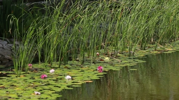 Reeds And Water Lilies