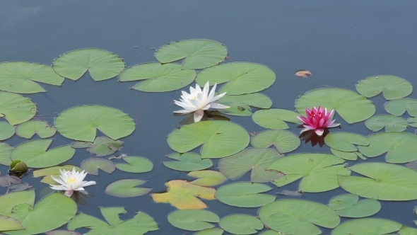 Three Water Lilies On Pond