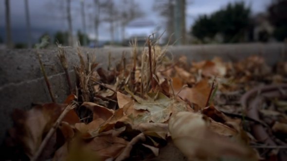 Leaves Winter