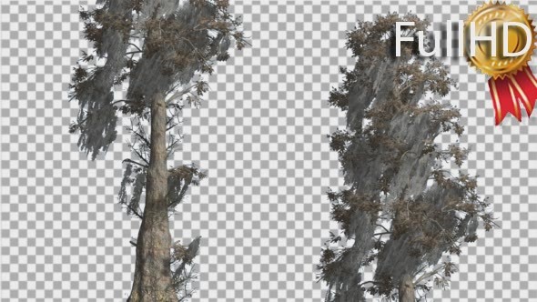 Bald Cypress Two Trees are Swaying at The Wind alt