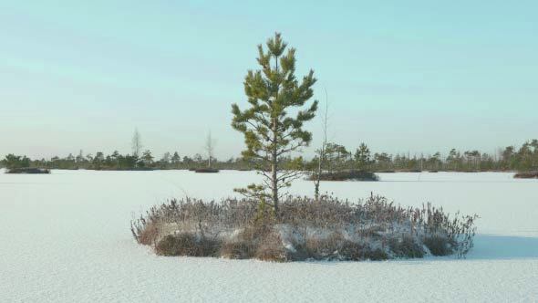 Island of Tree on the Frozen Lake