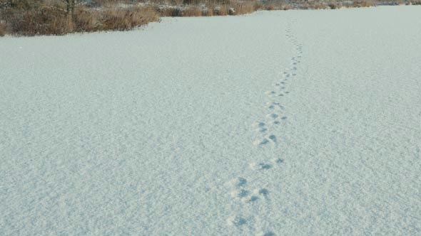 Trail on the Snow Field