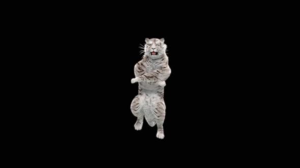 66 White Tiger Dancing HD