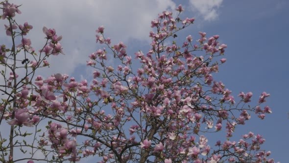 Flowering Magnolia Tree Shaking Branches Day