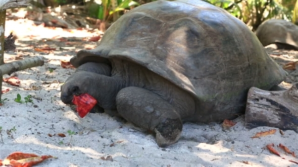 Aldabra Giant Tortoise Eats Leaves. 