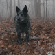 Close Up of Lost Dog in Forest - VideoHive Item for Sale