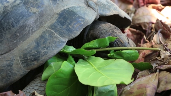 Aldabra Giant Tortoise Eats Leaves. 