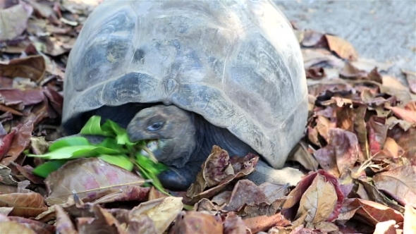 Aldabra Giant Tortoise Eats Leaves