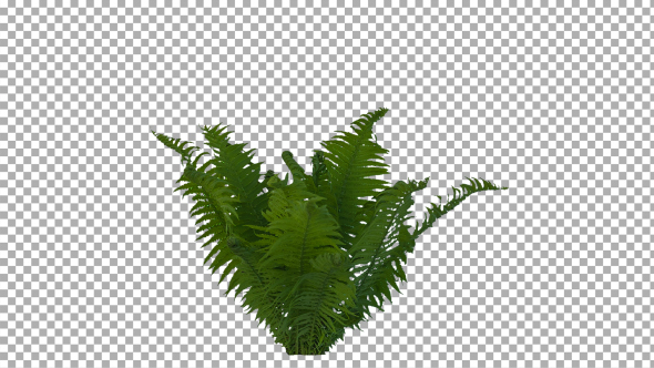 Real Fern Isolated on the Wind 2 (Strong Wind)