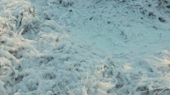 Snow on Plants