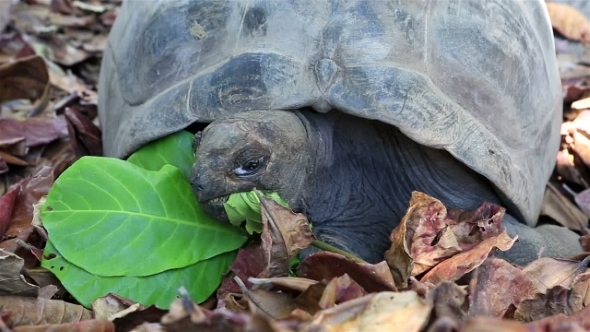 Aldabra Giant Tortoise Eats Leaves. 