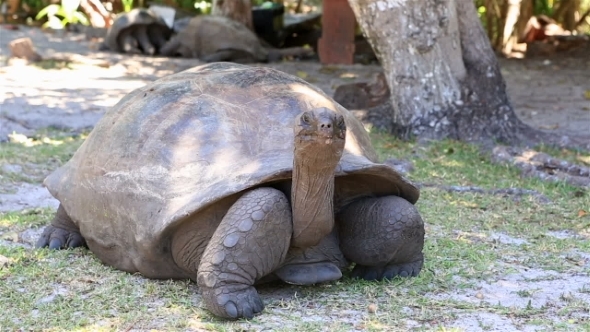 Aldabra Giant Tortoise