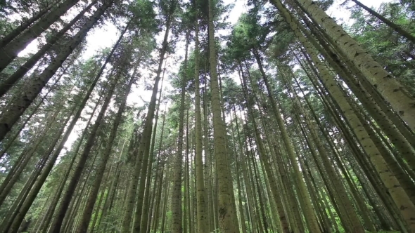 Tall Pines In The Forest