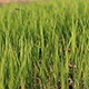 Rice Seeds - VideoHive Item for Sale
