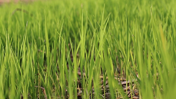 Rice Seeds