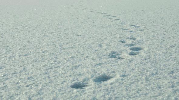Trace of Wolf on the Snow