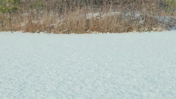 Dried Grass on the Snow Field