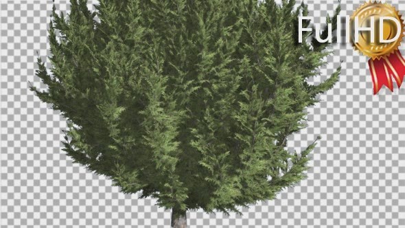 Hollywood Juniper Lower Branches Thin Trunk alt