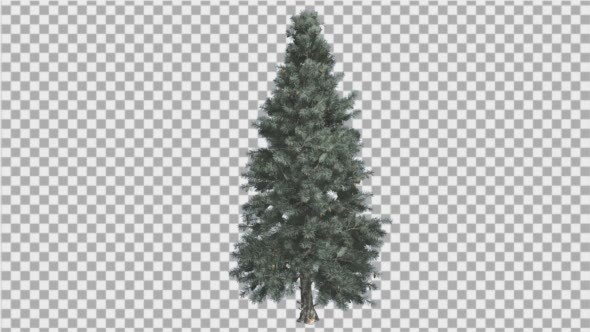 Blue Spruce Thin Tree in Winter or Summer alt