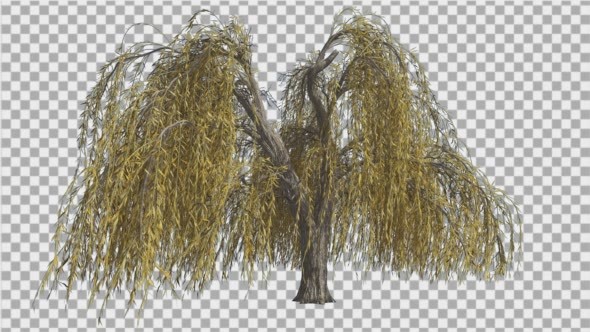 Weeping Willow Long Hanging Branches Are Swaying alt