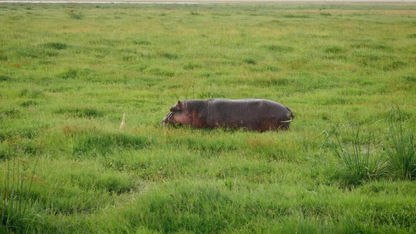 African Hippo Grazing The Juicy Green Grass In Swampy Pasture Knee Deep In Mud