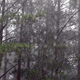 Rain in the Forest - VideoHive Item for Sale
