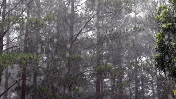 Rain in the Forest