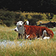 Cow Relaxing in Grass - VideoHive Item for Sale