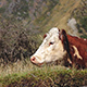 Cow Lying And Chewing - VideoHive Item for Sale