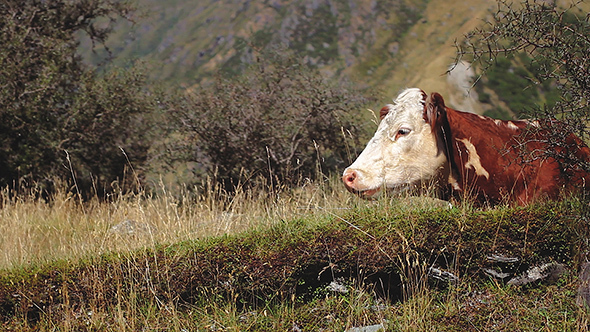 Cow Lying And Chewing