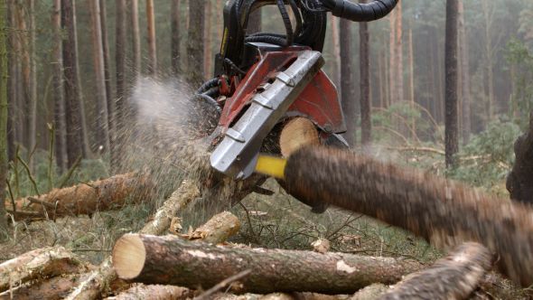 Harvester Cutting Tree Trunk in the Forest.