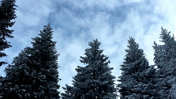 Winter Trees Background