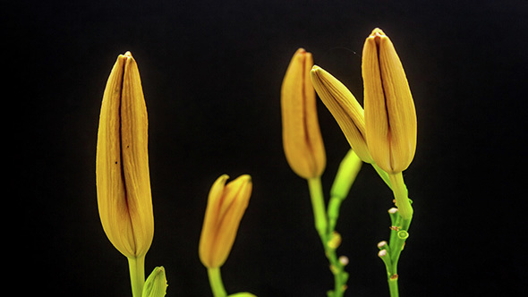 Orange Lily Flower Blossoming 