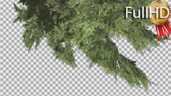 Hollywood Juniper Top Down is Swaying Coniferous alt