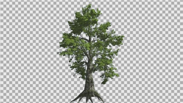 Sassafras Tree is Swaying at The Wind Green Tree alt