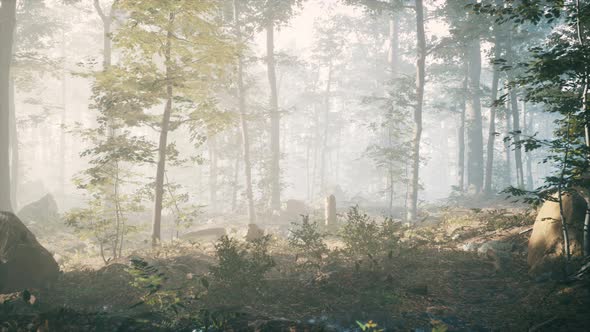 Panorama of Green Forest at Cold Foggy Morning