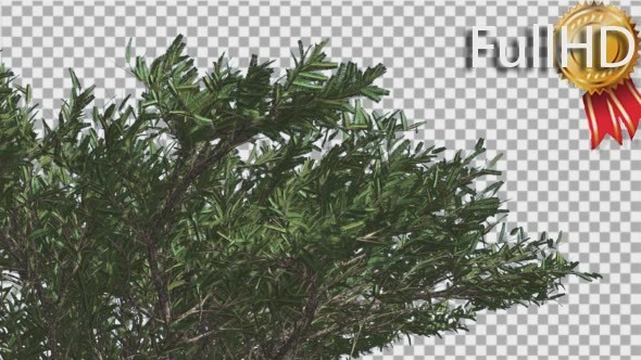 Umbrella Thorn Top of Crown Tree is Swaying Windy alt