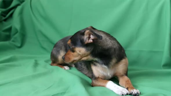 Black dog on green screen, ready for input, black chihuahua dog