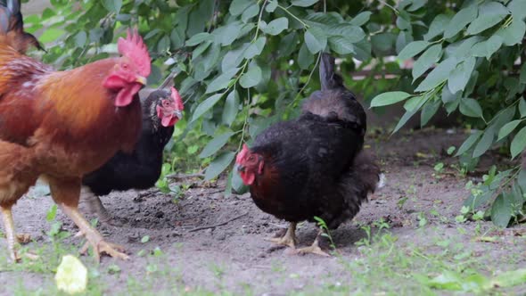 A Large Rooster with a Red Tuft in the Village