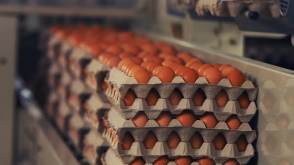 Eggs cartons moving on the production line