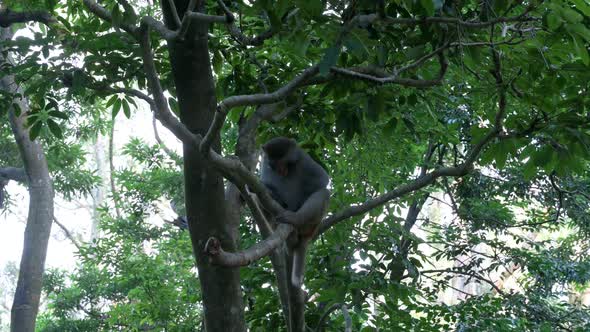 A wild Rhesus monkey, formally known as Rhesus Macaque, is seen on a tree branch at Shing Mun park i
