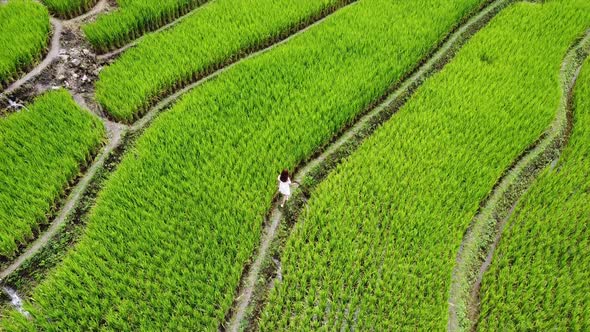 Aerial view of a woman walking in paddy field by drone