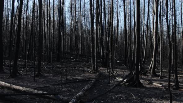 Burnt forest in summer forest fire
