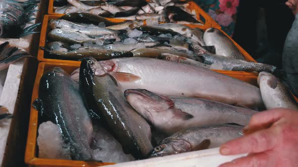 Fresh Sea Fish in Ice Sold on the Showcase of Seafood Street Market.