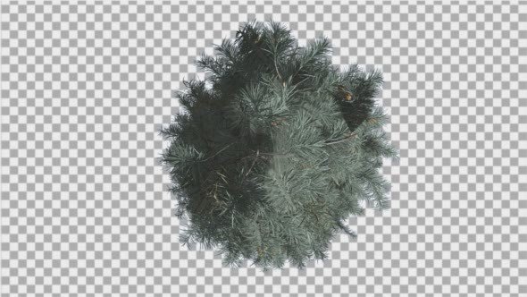 Blue Spruce Top Down Tree is Swaying at The Wind