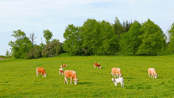 Cows And Calves Grazing On A Field