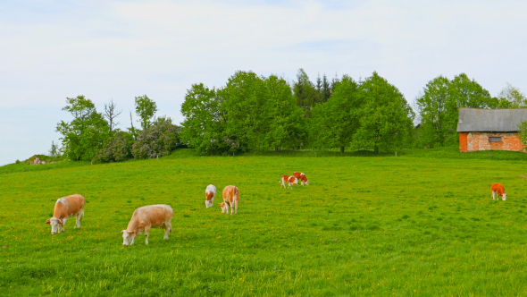 Cows and Calves Grazing on A Field