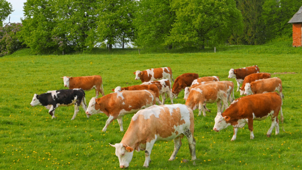 Cows And Calves Grazing On A Field