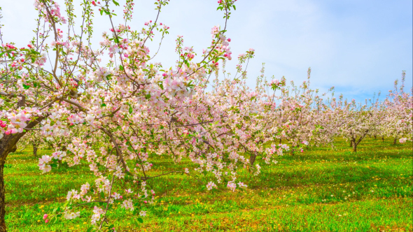 Blossoming Apple Orchard