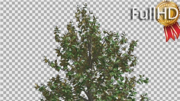 Southern Magnolia Flowers Top of Tree is Swaying alt